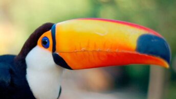 bico de tucano