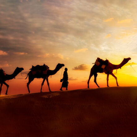 Camelos e beduínos no deserto